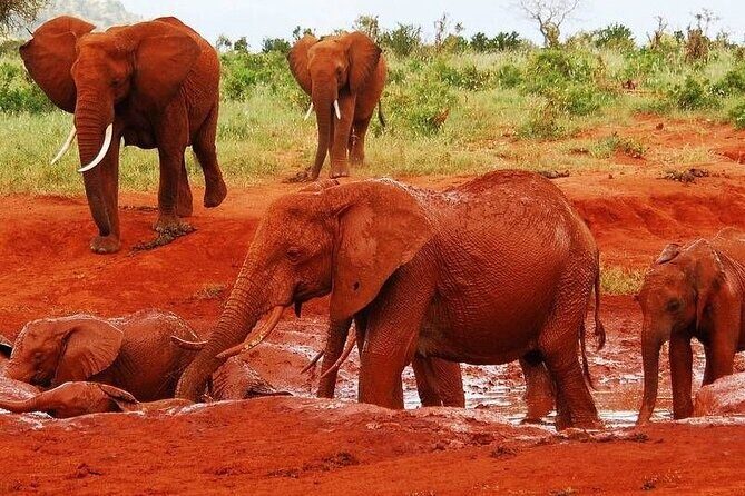 2-Day Private Tour in Tsavo East - Quick hits before you go