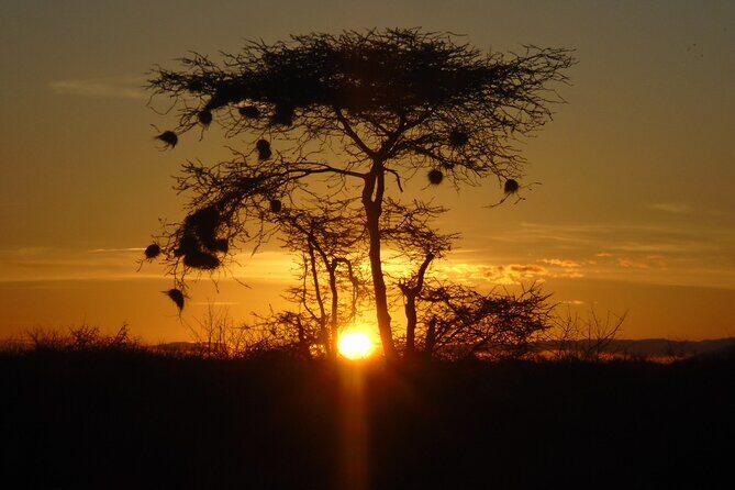 2-Day Private Tour in Tsavo East - Day 1 game drive: from mid-morning entry to evening foraging