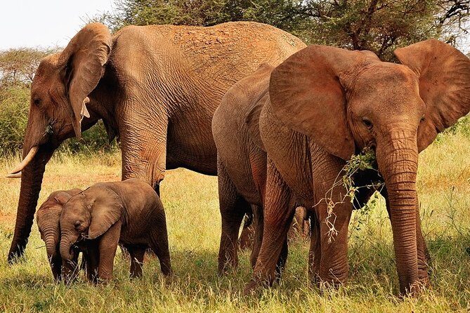 2-Day Safari in Taita Hills from Mombasa - Day 2: Early Morning Drive and the Chance for Kilimanjaro Views