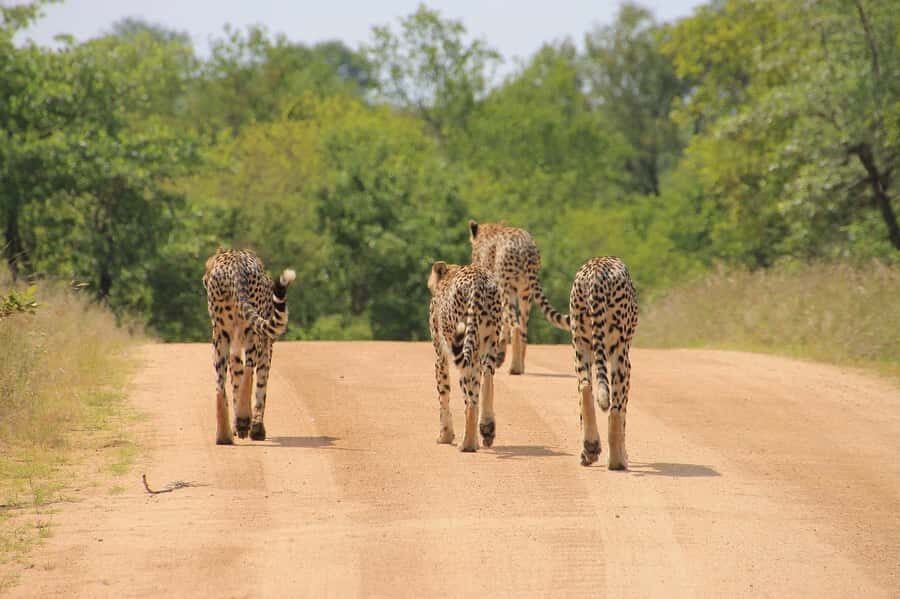 2-Day Tsavo East National Park Safari (with options) - Key Things I’d Focus On Before Booking