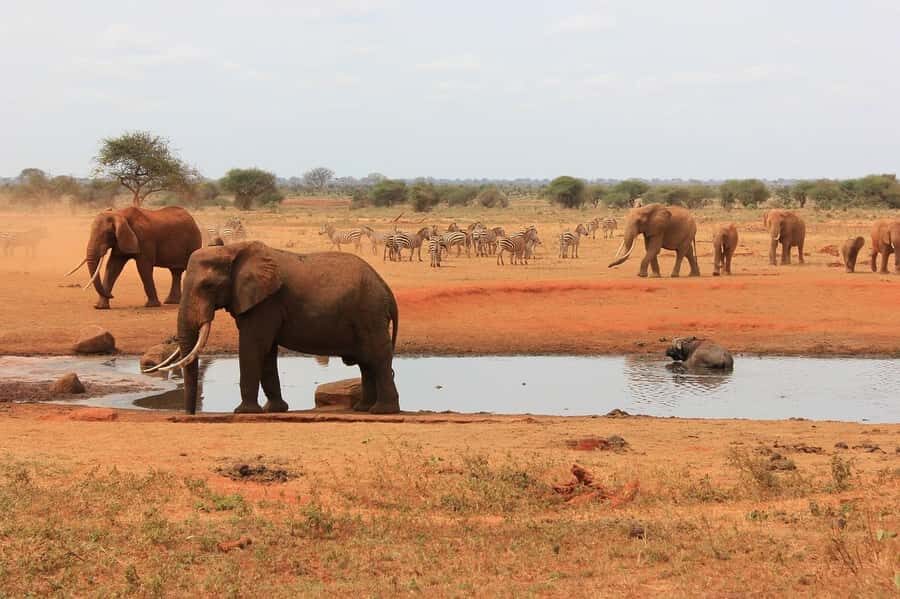 2-Day Tsavo East National Park Safari (with options) - Voi Wildlife Lodge (or Similar): What the Included Overnight Means