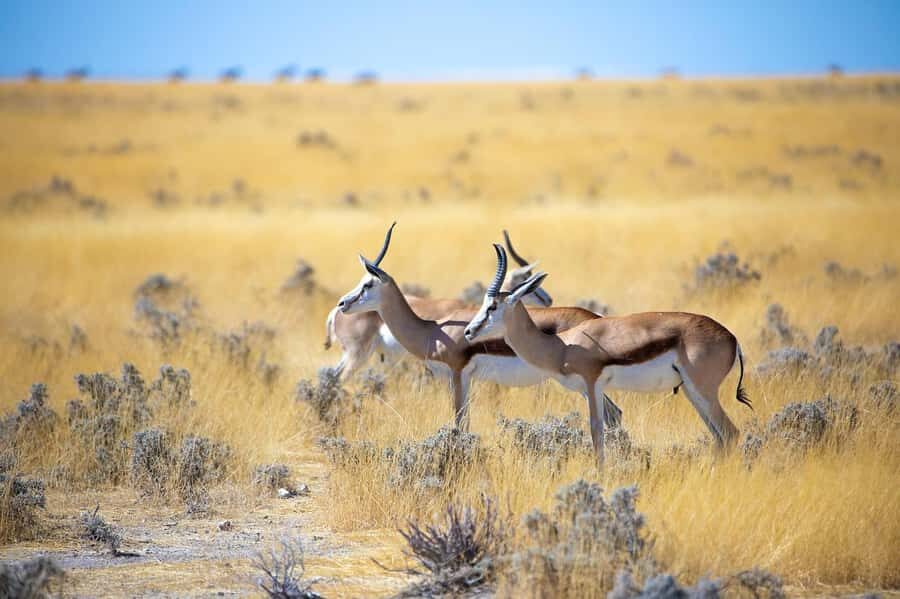 2-Day Tsavo East National Park Safari (with options) - Transport and Guides: What Makes This Safari Feel Smooth