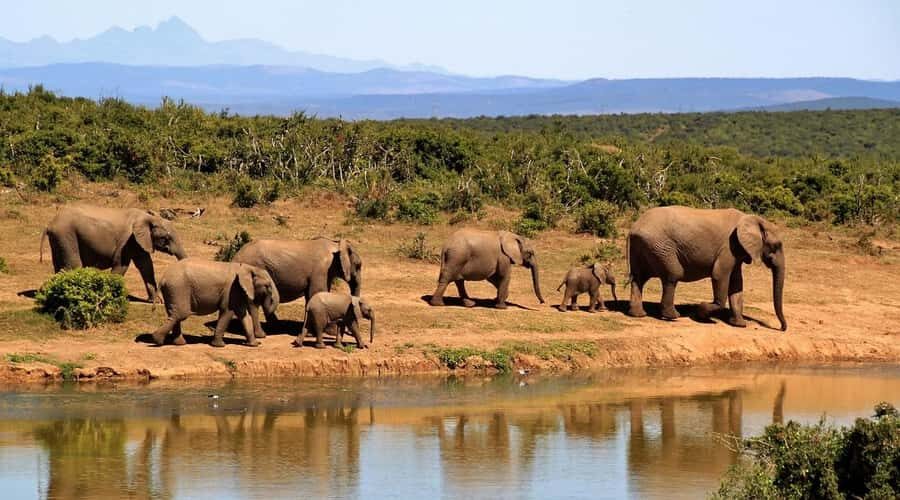 2-Day Tsavo East National Park Safari (with options) - Price and Park Fees: Where the Real Value Shows (and Where to Check)