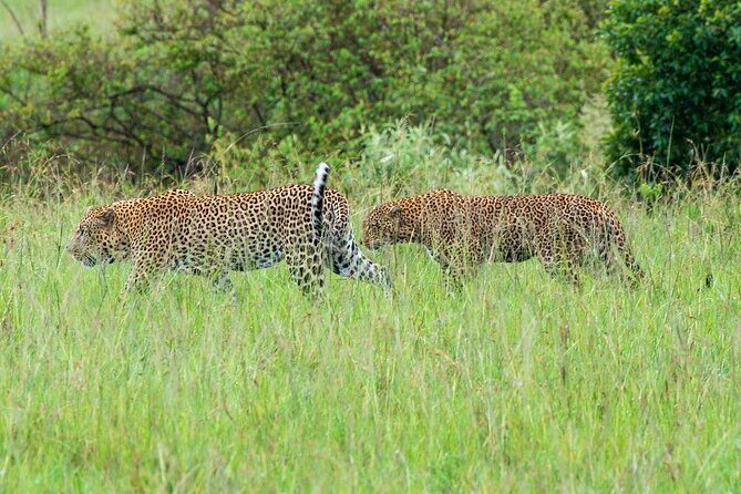 2-Day Tsavo East Private Tour - The overnight reality: how you make Day 2 stronger