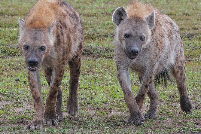 2-Day Tsavo East Private Tour - Day 1 in Tsavo East: first entry, mid-day heat, then the drive that pays off
