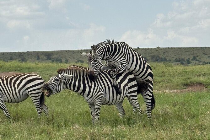 2 Days 1 Night Amboseli National Park Private Safari. - From Nairobi to Amboseli: What Your 2-Day Schedule Really Delivers