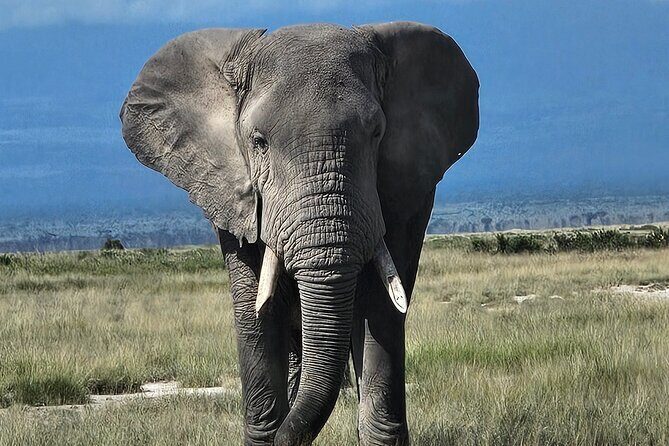 2 Days 1 Night Amboseli National Park Private Safari. - Getting There: Nairobi Pickup, the Drive Under 5 Hours, and Arrival Timing