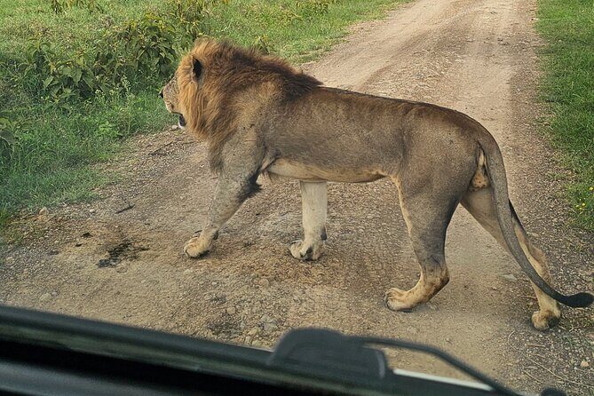2 Days 1 Night Amboseli National Park Private Safari. - Day 1 in Amboseli: Midday Check-In, Lunch, Then Sunset-Style Wildlife Time