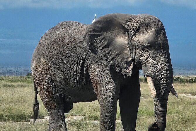 2 Days 1 Night Amboseli National Park Private Safari. - Day 2: The 7:00 am Start, Observation Hill Walk, and Mt. Kilimanjaro Views