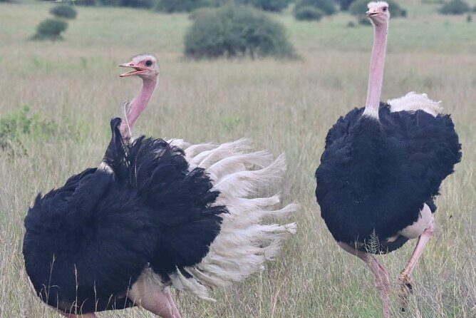 2 Days 1 Night Amboseli National Park Private Safari. - Lodge Reality Check: Kibo Safari Camp Comfort and Service