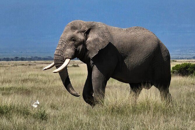 2 Days 1 Night Amboseli National Park Private Safari. - Safari Vehicle Comfort: Pop-Up Roof Helps You Spot Faster