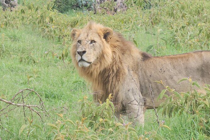 2 Days 1 Night Amboseli National Park Private Safari. - Who This Safari Fits Best (and Who Should Rethink)