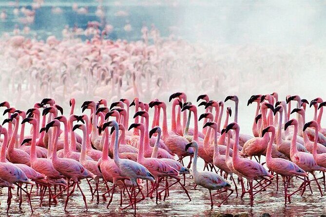 2 Days 1 Night Amboseli National Park Safari from Nairobi - Key Highlights You’ll Care About