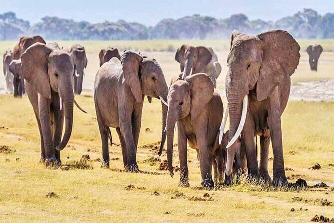 2 Days 1 Night Amboseli National Park Safari from Nairobi - Two Days in Amboseli: How This Safari Works in Real Life