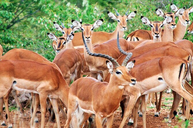 2 Days 1 Night Amboseli National Park Safari from Nairobi - Where You’ll Stay and What Meals Look Like on This Schedule