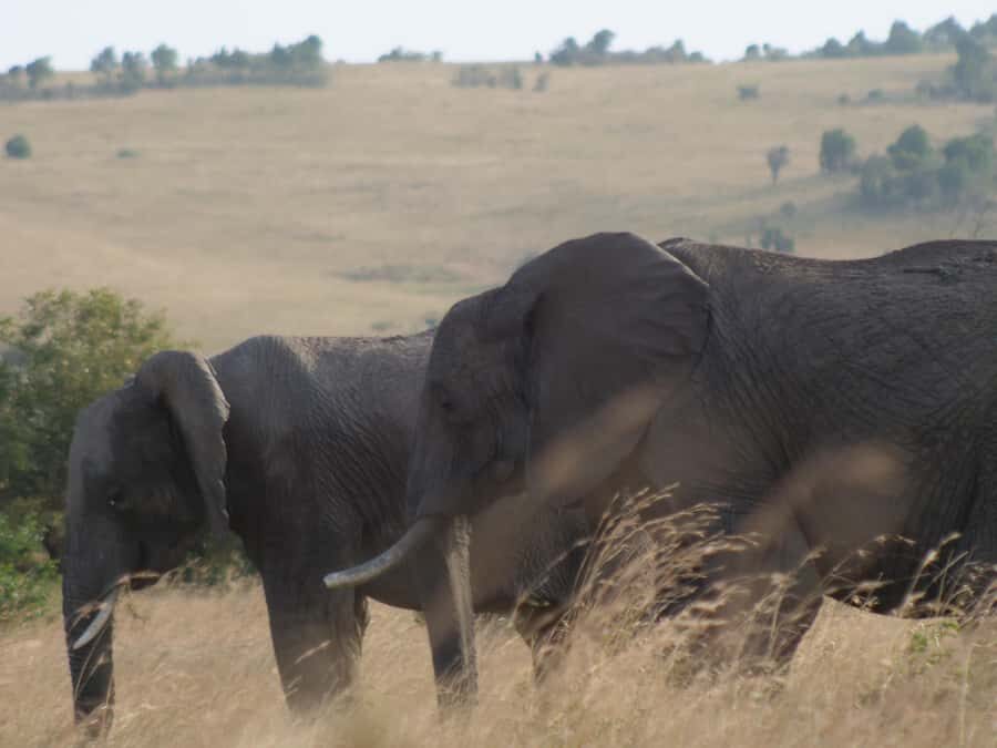 2 Days 1 Night Amboseli Safari - Nairobi pickup to check-in at Amboseli: how Day 1 really starts