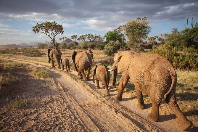 (2 Days, 1 Night) Day & Night Game Drive Tsavo East National Park - The 4:30 Am Pickup: Worth It, If You Don’t Fight It