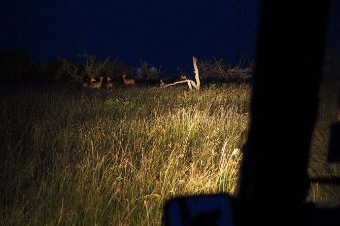 (2 Days, 1 Night) Day & Night Game Drive Tsavo East National Park - Price and Value: What You’re Really Paying For