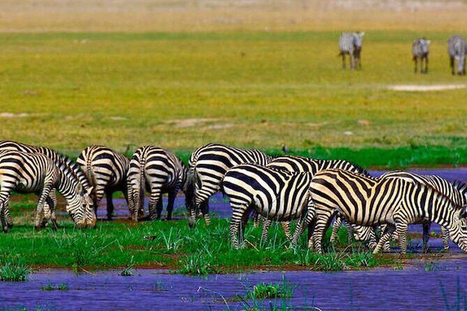 2 Days 1 Night Private Tour to Amboseli National park 4<em>4 Vehicle – Key points to know before you go’ /></p>
<ul>
<li><strong>Start at 7:00 am</strong> from Nairobi (hotel or airport pickup) to maximize game-viewing time.</li>
<li><strong>Kilimanjaro photo opportunities</strong> on the drive and during park time, depending on weather and visibility.</li>
<li><strong>Two safari sessions on Day 1</strong> (short game drive on arrival, then later afternoon drives).</li>
<li><strong>Early morning predator and grazer search on Day 2</strong>, when animals are often most active.</li>
<li><strong>Meals plus park fees included</strong>, so you avoid lots of little safari add-ons.</li>
<li><strong>Masai Village is optional</strong> and costs extra (20 USD), plus a <strong>free t-shirt</strong> is offered before departure.</li>
</ul>
<h2 id="why-amboselis-elephant-herds-are-such-a-big-deal">Why Amboseli’s Elephant Herds Are Such a Big Deal</h2>
<p>4 Vehicle – Why Amboseli’s Elephant Herds Are Such a Big Deal’ /><br />
Amboseli National Park is famous because it gives you a rare one-two punch: big wildlife action and a world-class view of Mount Kilimanjaro in the background. This park is known for <strong>hundreds of elephants</strong> roaming in close groups, and the scenery makes even a simple sighting feel cinematic.</p>
<p><p>I like that the experience isn’t only about elephants. You also have good odds at seeing wildebeest and zebras, and there’s a reasonable chance of predators like lions, cheetahs, and hyenas. And if you’re lucky, the park can deliver the dramatic moments safari people live for, including a rare kill.</p>
</p>
<p><p>Another reason it works so well for short trips: Amboseli is a land of many habitats. You’ll hear about dried Lake Amboseli beds, wetlands fed by sulfur springs, savannah, and woodlands—these habitat changes help explain why animal activity varies through the day.</p>
</p>
<div style="margin: 20px 0; padding: 15px 0;"><p>You can also read our reviews of more private tours in Nairobi</p><ul style="margin: 10px 0; padding: 0; list-style: none;"><li style="margin: 0 0 10px 0; padding: 0 0 10px 0; border-bottom: 1px solid #eee; display: flex; align-items: flex-start; gap: 12px; line-height: 1.4;"><a href="https://exploringkenya.com/hells-gate-national-park-private-bike-tour-from-nairobi/" aria-hidden="true" tabindex="-1"><img decoding="async" style="width: 80px; height: 60px; object-fit: cover; border-radius: 4px; flex-shrink: 0;" src="https://7.exploringkenya.com/wp-content/uploads/hells-gate-national-park-private-bike-tour-from-nairobi-150x150.jpg" alt="" loading="lazy"></a><div><a href="https://exploringkenya.com/hells-gate-national-park-private-bike-tour-from-nairobi/">Hell’s Gate National Park Private Bike Tour from Nairobi</a><br><span style="font-size: 0.82em; color: #555; margin-top: 2px;"><span style="color: #f5a623;">★</span> 5.0 &middot; 192 reviews</span></div></li><li style="margin: 0 0 10px 0; padding: 0 0 10px 0; border-bottom: 1px solid #eee; display: flex; align-items: flex-start; gap: 12px; line-height: 1.4;"><a href="https://exploringkenya.com/3-days-masai-mara-on-private-4x4-land-cruiser/" aria-hidden="true" tabindex="-1"><img decoding="async" style="width: 80px; height: 60px; object-fit: cover; border-radius: 4px; flex-shrink: 0;" src="https://7.exploringkenya.com/wp-content/uploads/3-days-masai-mara-on-private-4x4-land-cruiser-150x150.jpg" alt="" loading="lazy"></a><div><a href="https://exploringkenya.com/3-days-masai-mara-on-private-4x4-land-cruiser/">3 days Masai Mara on Private 4×4 Land Cruiser</a><br><span style="font-size: 0.82em; color: #555; margin-top: 2px;"><span style="color: #f5a623;">★</span> 5.0 &middot; 130 reviews</span></div></li><li style="margin: 0; padding: 0; border-bottom: none; display: flex; align-items: flex-start; gap: 12px; line-height: 1.4;"><a href="https://exploringkenya.com/safe-and-private-airport-transfer-in-nairobi/" aria-hidden="true" tabindex="-1"><img decoding="async" style="width: 80px; height: 60px; object-fit: cover; border-radius: 4px; flex-shrink: 0;" src="https://7.exploringkenya.com/wp-content/uploads/safe-and-private-airport-transfer-in-nairobi-150x150.jpg" alt="" loading="lazy"></a><div><a href="https://exploringkenya.com/safe-and-private-airport-transfer-in-nairobi/">Safe and Private Airport transfer in Nairobi</a><br><span style="font-size: 0.82em; color: #555; margin-top: 2px;"><span style="color: #f5a623;">★</span> 5.0 &middot; 76 reviews</span></div></li></ul></div><h2 id="getting-there-the-nairobi-700-am-start-and-4x4-ride">Getting There: The Nairobi 7:00 am Start and 4×4 Ride</h2>
<p><img width="669" height="446" decoding="async" src=