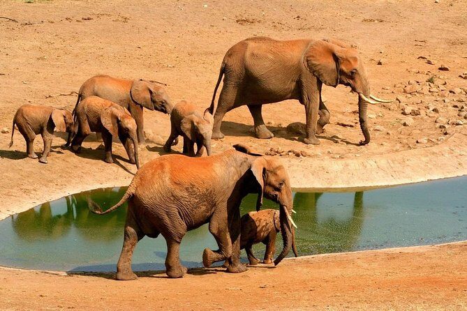 2 Days (1 night); Tsavo East & Saltlick Safari: - Key things that make this safari work