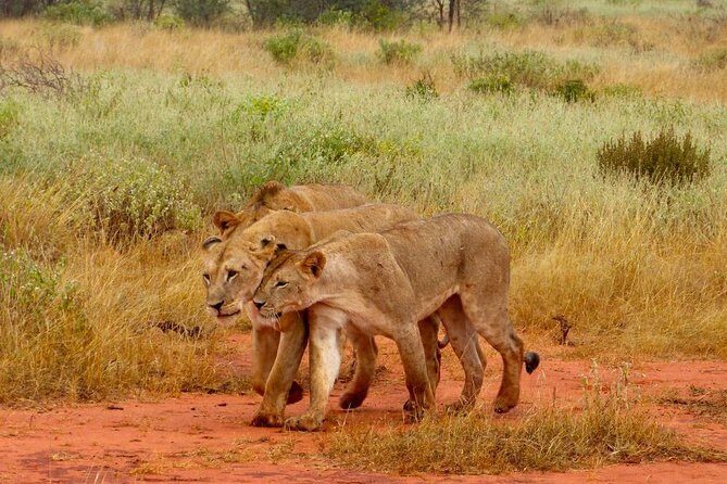 2 Days (1 night); Tsavo East & Saltlick Safari: - From Diani to Tsavo East: why that early start matters