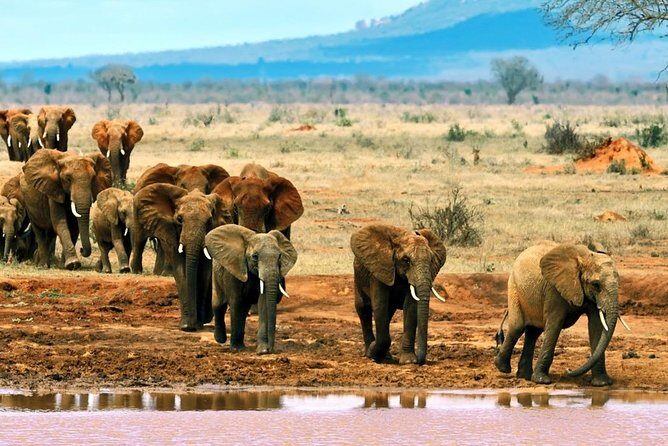 2 Days (1 night); Tsavo East & Saltlick Safari: - Sarova Salt Lick Game Lodge: your base for Taita Hills wildlife drives