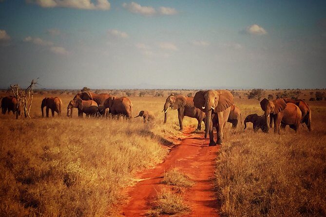 2 Days (1 night); Tsavo East & Saltlick Safari: - Lunch at Zomeni Lion Hill Lodge: a break that keeps the day on track