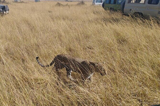2 Days Adventurous Safari in Amboseli (Mid Range Tour) - Day 2: Full-Day Park Time from 0900 to 1700 Plus Birds