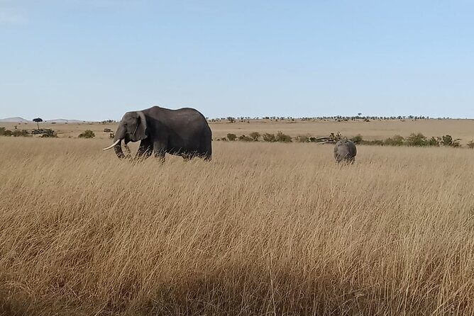 2 Days Adventurous Safari in Amboseli (Mid Range Tour) - Day 2 Observation Hill Strategy and the Swamp Edge Scene
