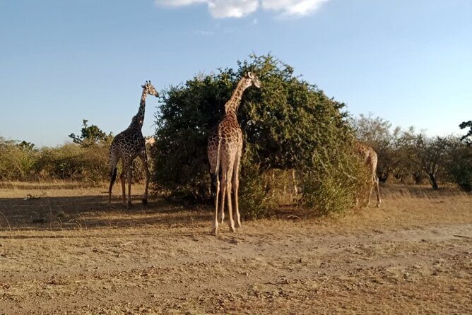2 Days Adventurous Safari in Amboseli (Mid Range Tour) - Nairobi Pickup to Amboseli Arrival: What the 4–4.5 Hour Drive Means