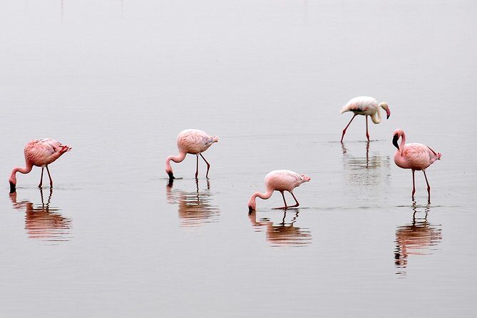 2 Days Amboseli Getaway Trip - Key things I’d mark on your mental map