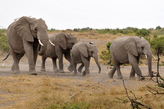 2 Days Amboseli Getaway Trip - Nairobi to Amboseli: the 7:00 am start that sets the tone