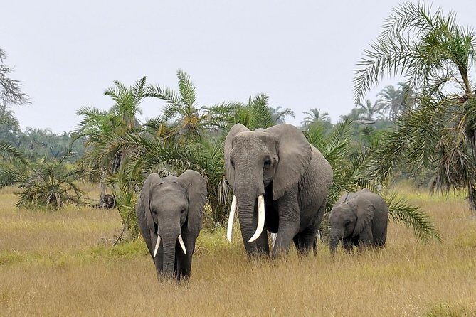 2 Days Amboseli Getaway Trip - Elephants, Kilimanjaro, and the Tim factor