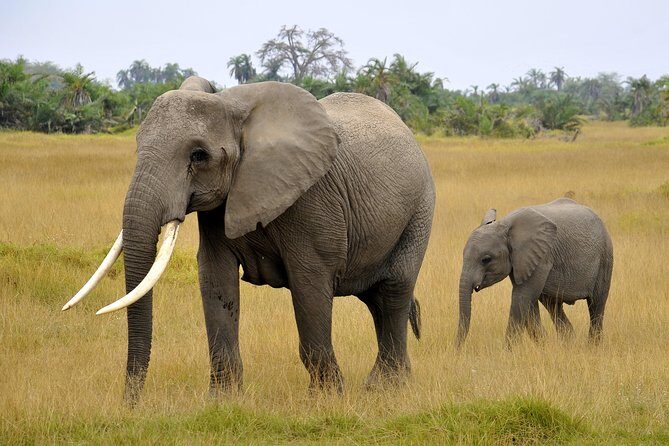 2 Days Amboseli Getaway Trip - Price and value: what $385 covers, and where you’ll spend extra