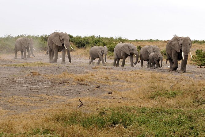 2 Days Amboseli Getaway Trip - Quick booking tips before you go