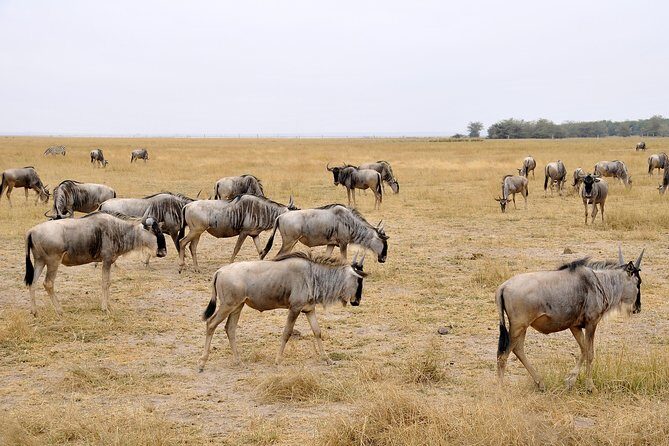 2 Days Amboseli Getaway Trip - Day 1 in Amboseli: lunch first, then a 14:30 game drive