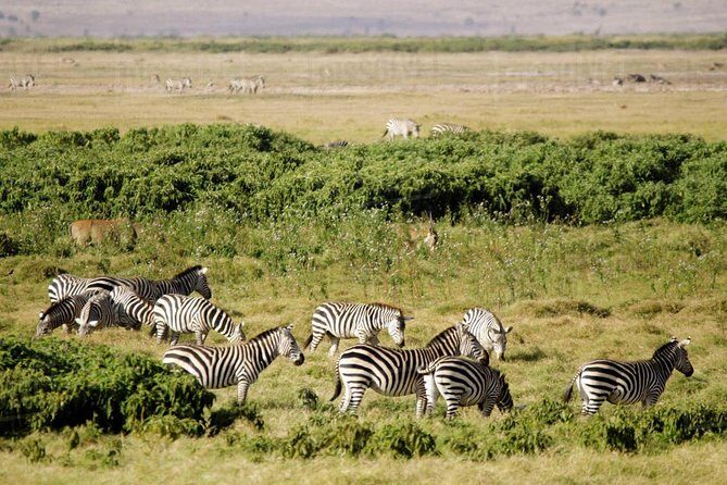 2 Days Amboseli National Park Safari - Nairobi to Amboseli in 2 Days: How This Trip Really Works
