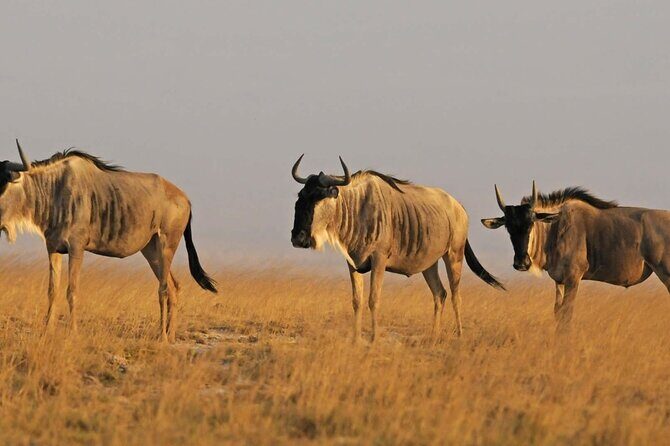 2 Days Amboseli National Park Safari - What’s Included (And Why That Changes the Value)