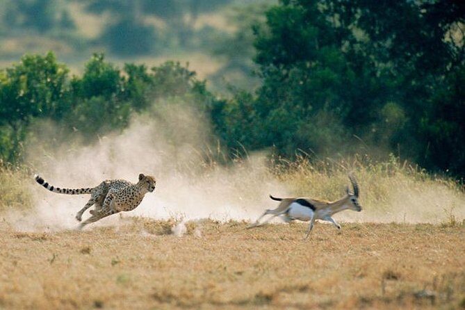 2 days Amboseli National Park Safari - Practical tips to help you get more from the short timeline