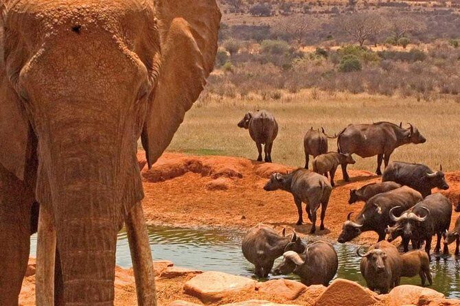 2 Days Amboseli National Park Safari- Guarantee Daily Departure - Entering Amboseli: elephants, plains, and Kilimanjaro in the same view