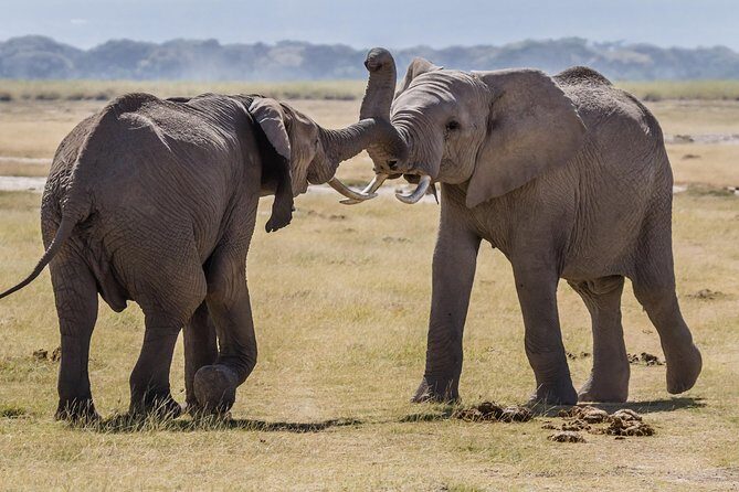 2 Days Amboseli National Park Safari- Guarantee Daily Departure - Overnight comfort: lodging and meals that match safari life