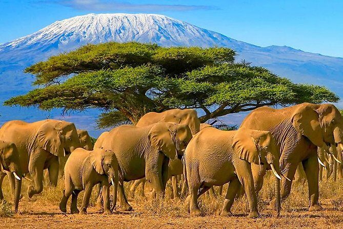 2 Days Amboseli National Park Safari- Guarantee Daily Departure - Day 2 dawn drive: the best Kilimanjaro light comes early