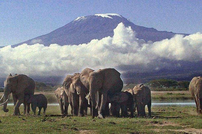 2 Days Amboseli National Park Safari- Guarantee Daily Departure - Getting back to Nairobi (and to the airport)