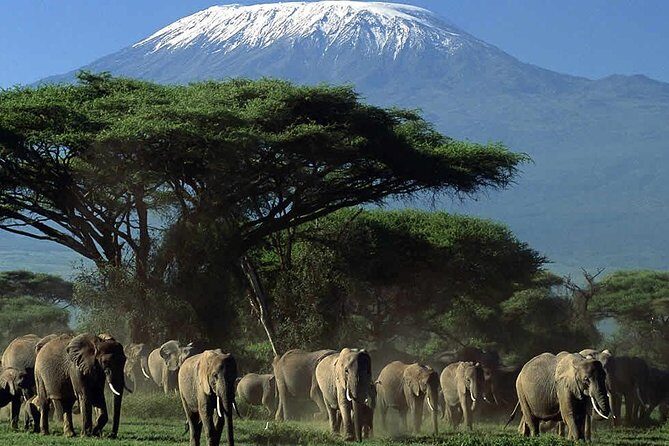 2 Days Amboseli National Park Safari- Guarantee Daily Departure - Guides and small-group safari dynamics with Gracepatt Safaris