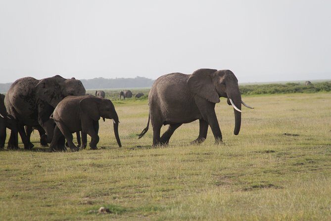 2 Days Amboseli National Park Safari- Guarantee Daily Departure - Park viewing reality check: what you’re likely to see (and what you can’t control)