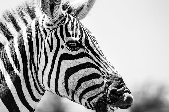 2 Days Amboseli Park Overnight Private Safari - Day 2: A Morning Game Drive Before Heading Back to Nairobi