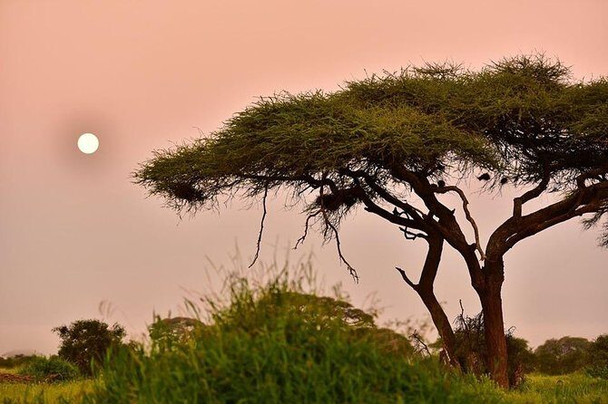 2 Days Amboseli Private Safari - Day 2: repeat the wildlife hunt with better odds