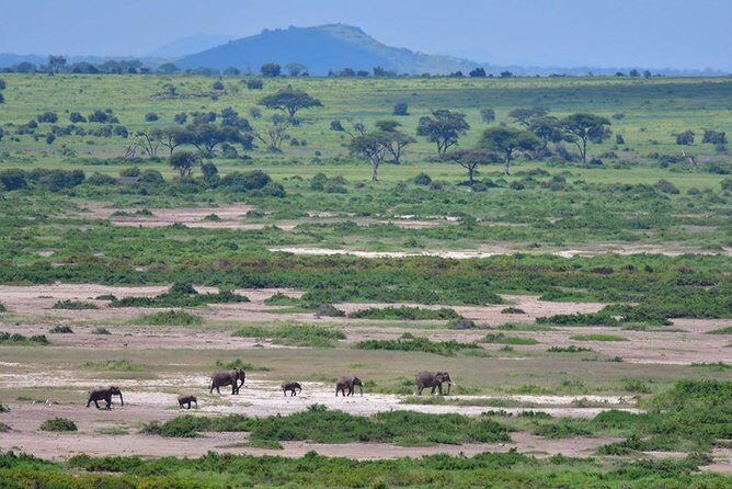 2 Days Amboseli Private Safari - Lions, leopards, elephants, and the Kilimanjaro backdrop