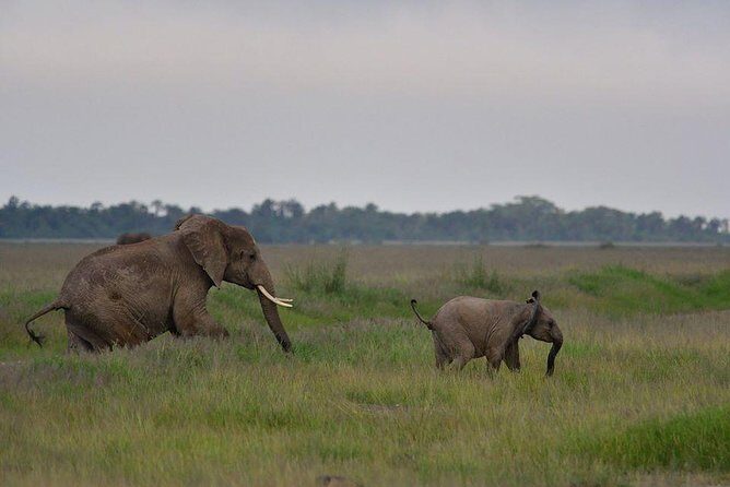2 Days Amboseli Private Safari - Price and value: is $559 per person fair for what you get?
