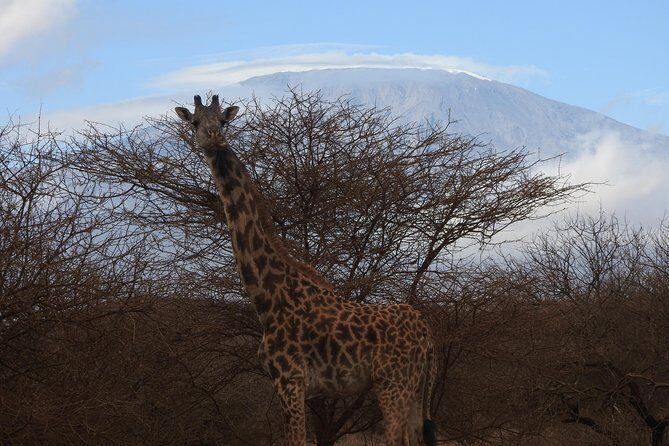 2 Days Amboseli Safari - Key Things I’d Focus On